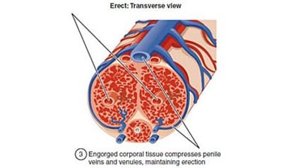 cenforce 100 mg pack